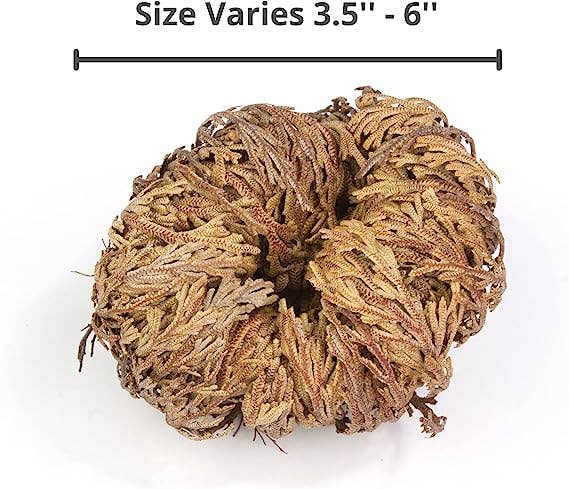 Yerbero - Jumbo Rose of Jericho Dried Flower 3.5'' - 6'' | Selaginella Lepidophylla | Resurrection Plant | Jumbo Size Dried Rose |