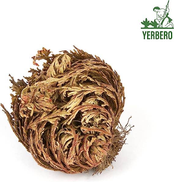 Yerbero - Jumbo Rose of Jericho Dried Flower 3.5'' - 6'' | Selaginella Lepidophylla | Resurrection Plant | Jumbo Size Dried Rose |