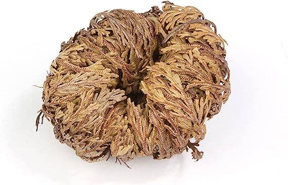 Yerbero - Jumbo Rose of Jericho Dried Flower 3.5'' - 6'' | Selaginella Lepidophylla | Resurrection Plant | Jumbo Size Dried Rose |