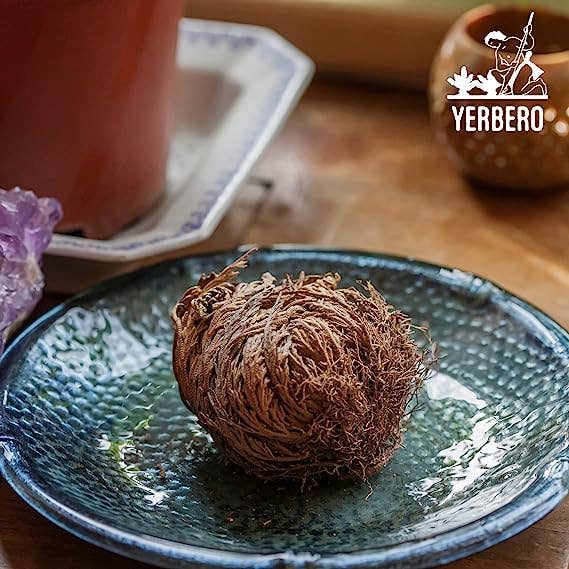 Yerbero - Jumbo Rose of Jericho Dried Flower 3.5'' - 6'' | Selaginella Lepidophylla | Resurrection Plant | Jumbo Size Dried Rose |