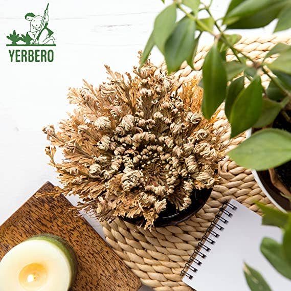 Yerbero - Jumbo Rose of Jericho Dried Flower 3.5'' - 6'' | Selaginella Lepidophylla | Resurrection Plant | Jumbo Size Dried Rose |