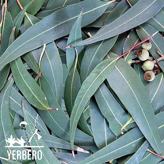 Pack 8-10 leaves Yerbero - Premium Eucalyptus Leaves Grounded| Polvo de Hoja de Eucalipto |100% Pure Leaf, No Fillers